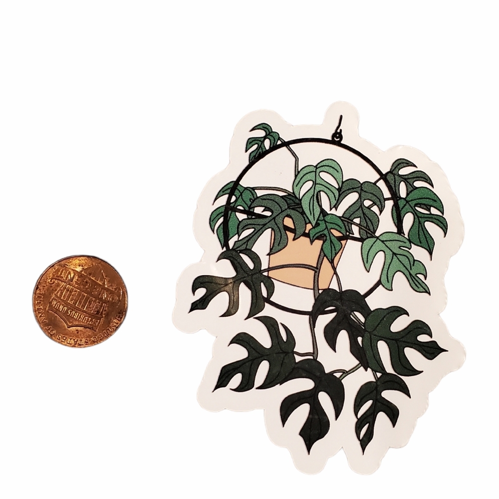 Mini monstera plant